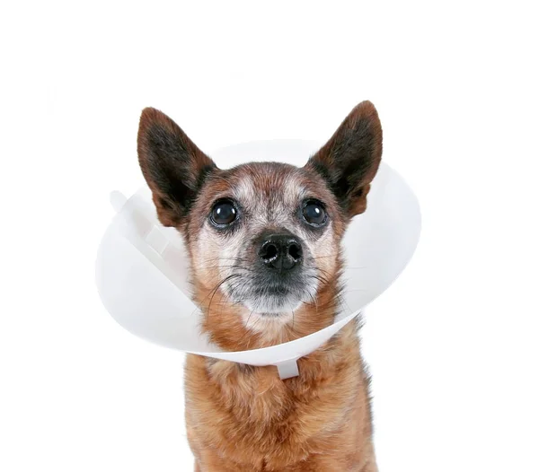 Lindo Chihuahua Con Cono Cuello — Foto de Stock