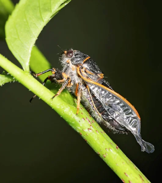 Macro Freshly Appeared Cicada — стоковое фото