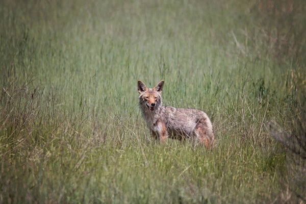 female coyote looking across a field