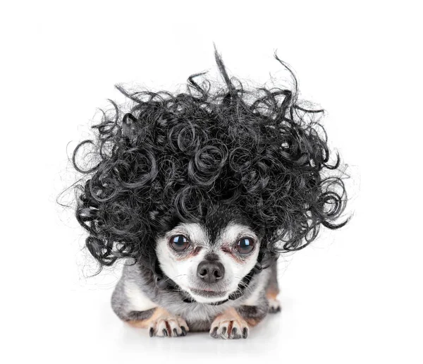Lindo Chihuahua Con Una Peluca Rizada —  Fotos de Stock