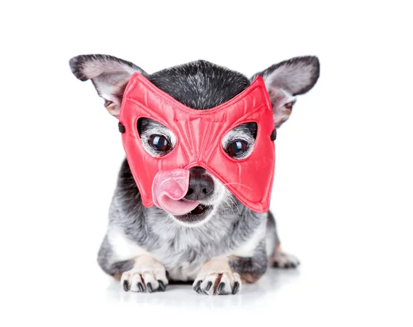 Chihuahua Bonito Com Uma Máscara Super Herói Vermelho Lambendo Seu — Fotografia de Stock