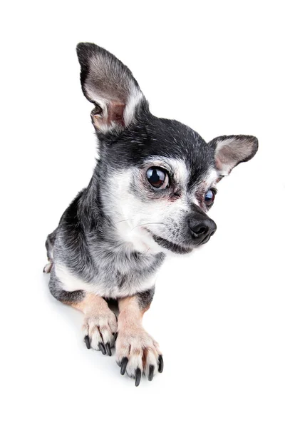 Schattige Chihuahua Vastleggen Een Studio Opname Met Een Groothoeklens — Stockfoto