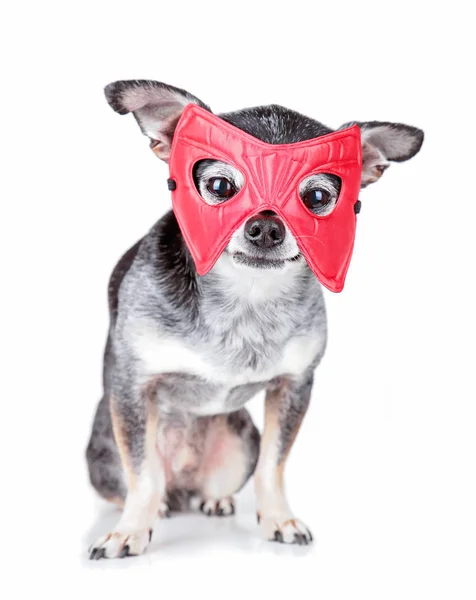 Şirin Chihuahua Ile Bir Süper Kahraman Maske — Stok fotoğraf
