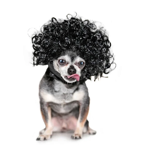 Cute Chihuahua Curly Wig — Stock Photo, Image