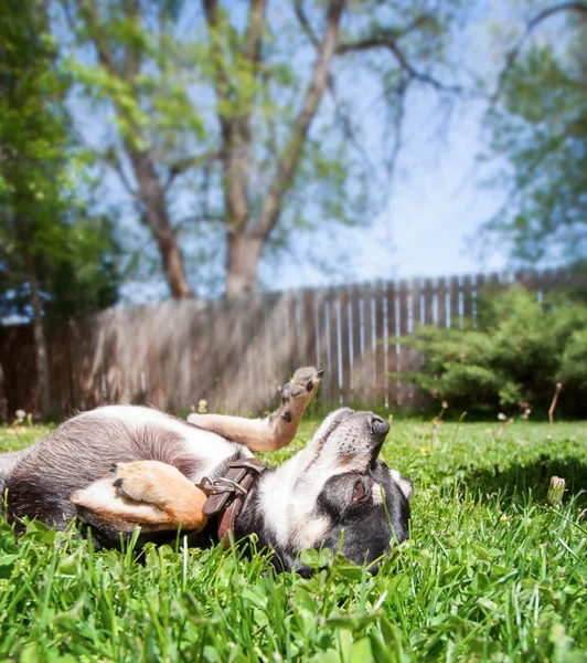 Chihuahua Bonito Deitado Costas Quintal — Fotografia de Stock