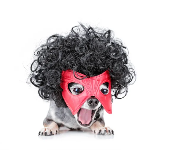 Carino Chihuahua Con Una Parrucca Riccia Nera Maschera Super Eroe — Foto Stock
