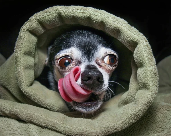 Bonito Chihuahua Lambendo Seu Nariz Sob Cobertor — Fotografia de Stock