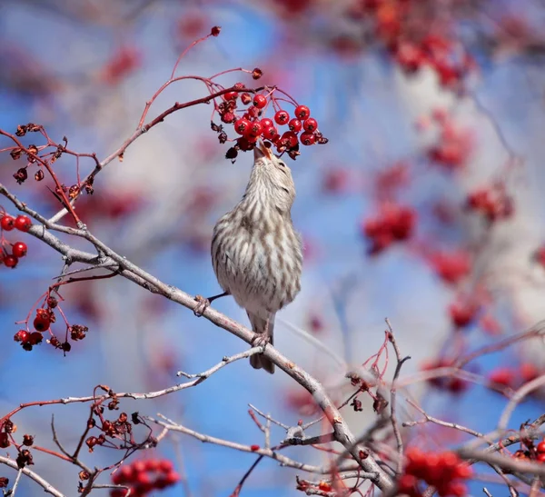 Roztomilý Vrabec Zimě Jíst Červené Bobule — Stock fotografie