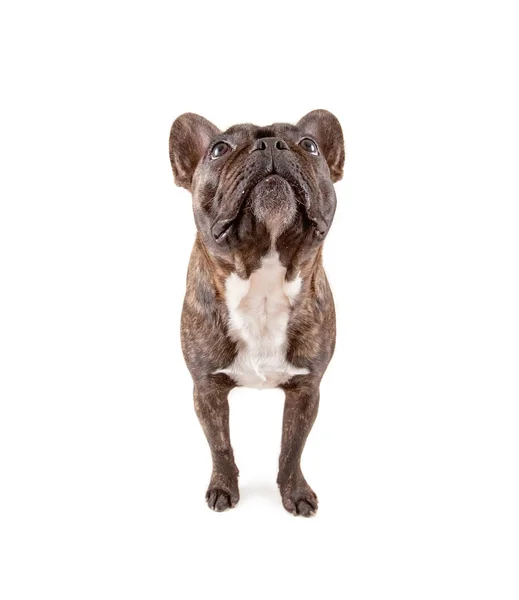 Ovanifrån Fransk Bulldog Isolerad Vit Bakgrund Som Tittar Upp Kameran — Stockfoto