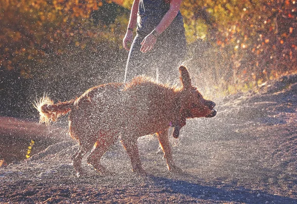 漂亮的狗玩在池塘或湖泊夏季色调与复古复古 Instagram 过滤器 — 图库照片