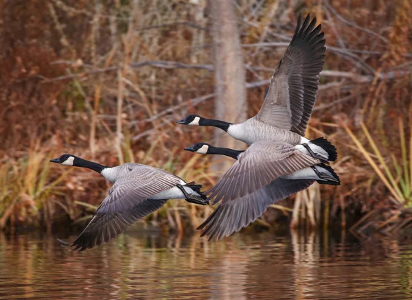 秋の間に池を横切って飛んでカナダのガチョウ — ストック写真