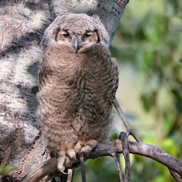 Grote Gehoornde Owlet Zittend Een Boom — Stockfoto