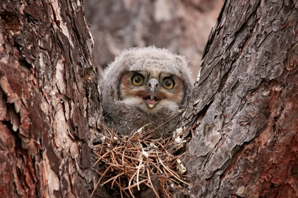 Grote Gehoornde Owlet Een Nest — Stockfoto