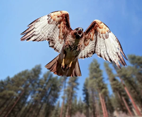 Vacker Röd Tailed Hawk Skrikande Samtidigt Som Flyger Över Huvudet — Stockfoto