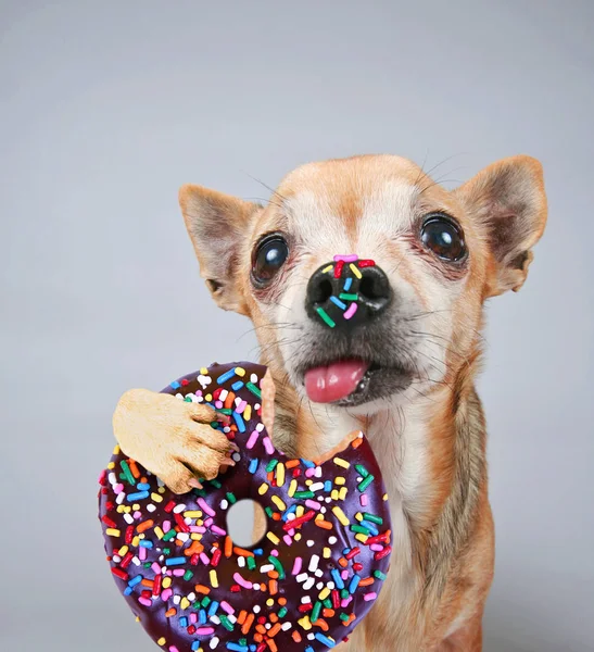 Foto Fofa Chihuahua Engraçado Isolado Fundo Cinza Comendo Donut Chocolate — Fotografia de Stock