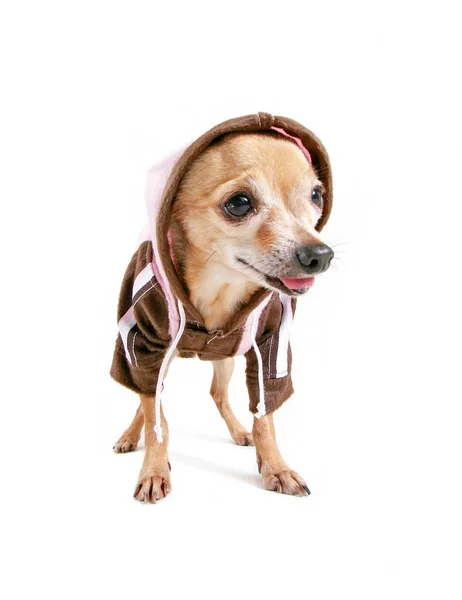 Niedlicher Chihuahua Mit Kapuzenpullover Auf Weißem Hintergrund — Stockfoto