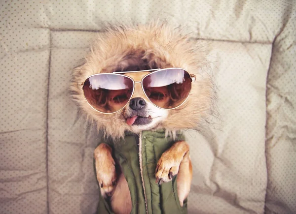 Lindo Chihuahua Con Una Sudadera Con Capucha Gafas Sol Tonificado — Foto de Stock