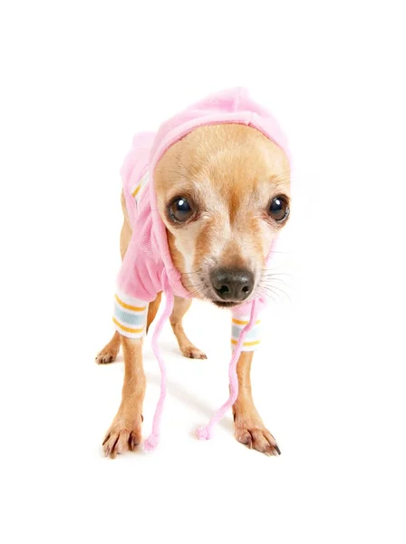 Söt Chihuahua Hoodie — Stockfoto