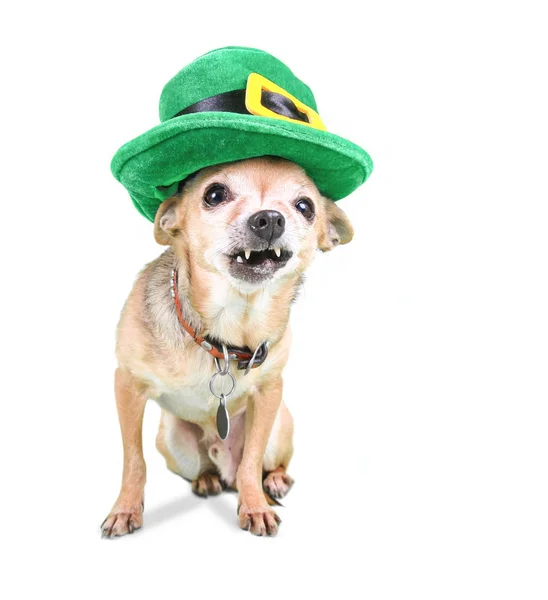 Carino Chihuahua Con Cappello Giorno San Patrizio — Foto Stock