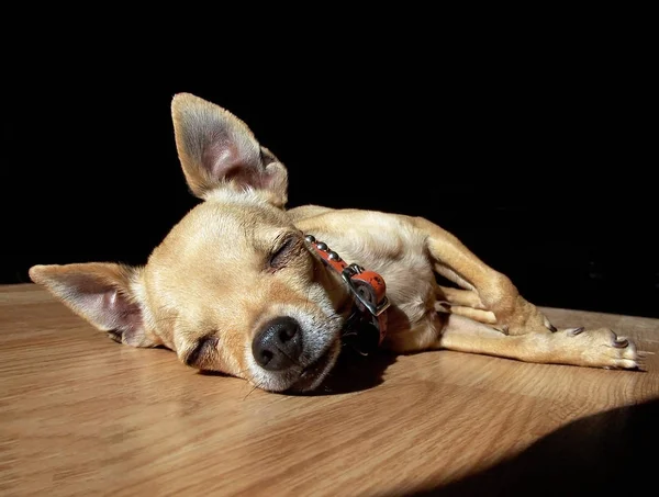 Słodkie Chihuahua Spania Drewnianą Podłogę — Zdjęcie stockowe