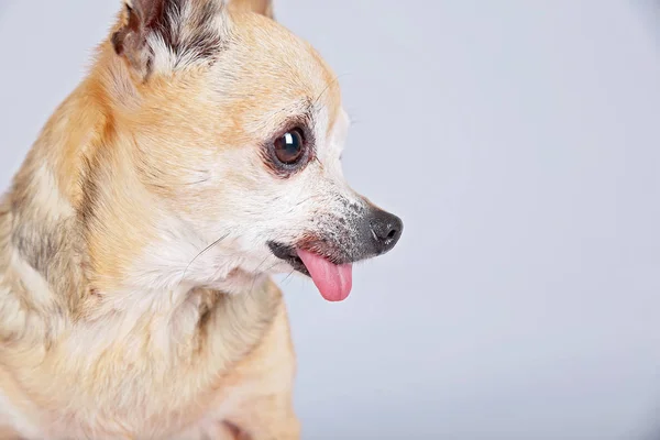 Chihuahua Śliczne Jego Język Się — Zdjęcie stockowe