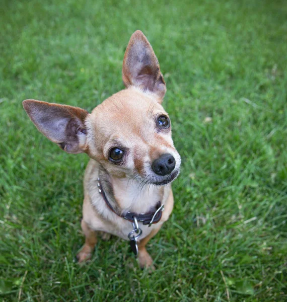 Chihuahua Śliczne Siedząc Trawie — Zdjęcie stockowe