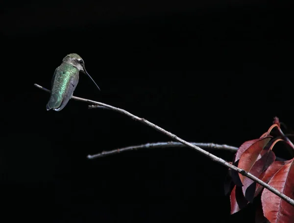 Schönes Kolibri Foto Einer Natürlichen Umgebung — Stockfoto