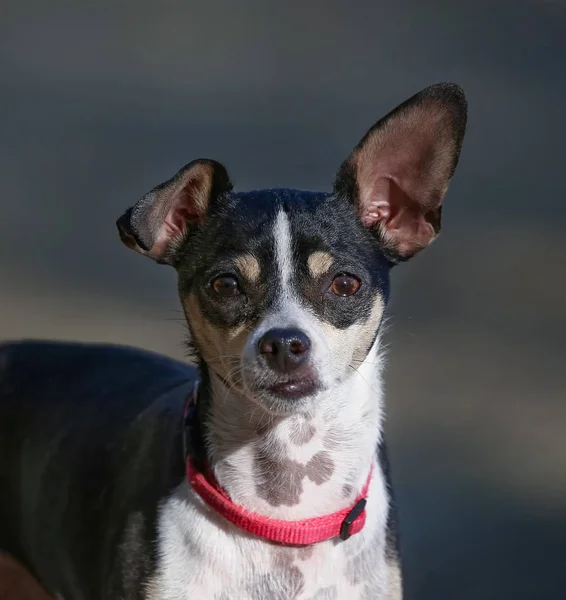 Ratto Terrier Sotto Sole Caldo Giorno Estate — Foto Stock