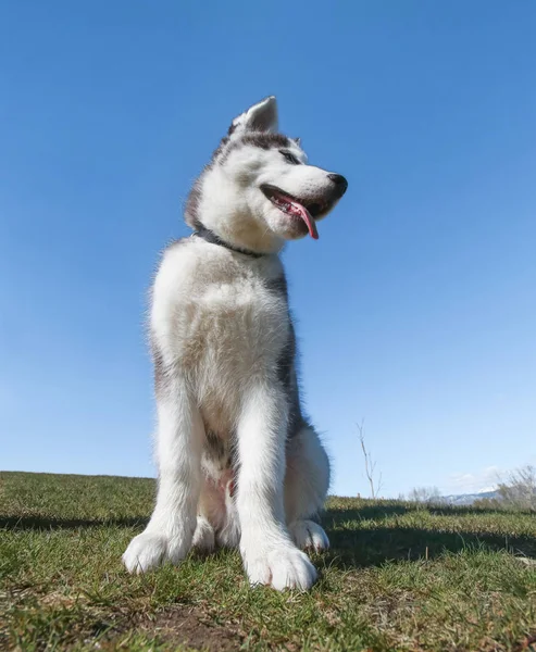 夏の暑い日にあえぎの丘の上に座っているハスキー子犬 — ストック写真