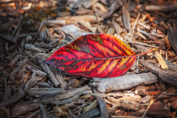 Bir Noktada Güneş Üzerinde Kırmızı Yaprak Kabuk Kurutulmuş — Stok fotoğraf
