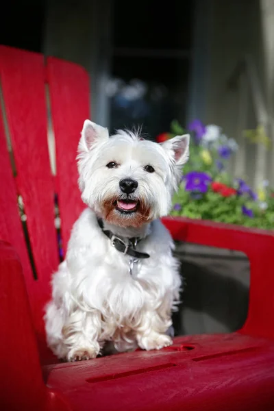 Cute Wire Hair Terrier Sitting Adirondack Chair — Stock Photo, Image