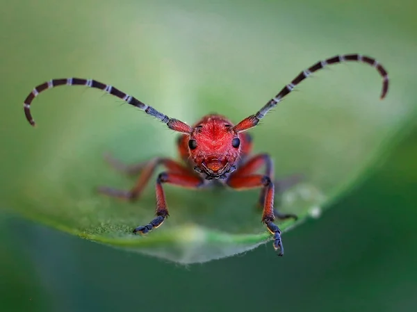 Czerwony Milkweed Longhorn Beetle Liściu — Zdjęcie stockowe