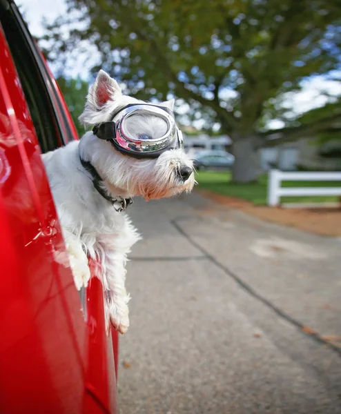 可爱的西部高地猎犬与护目镜骑在车上 — 图库照片