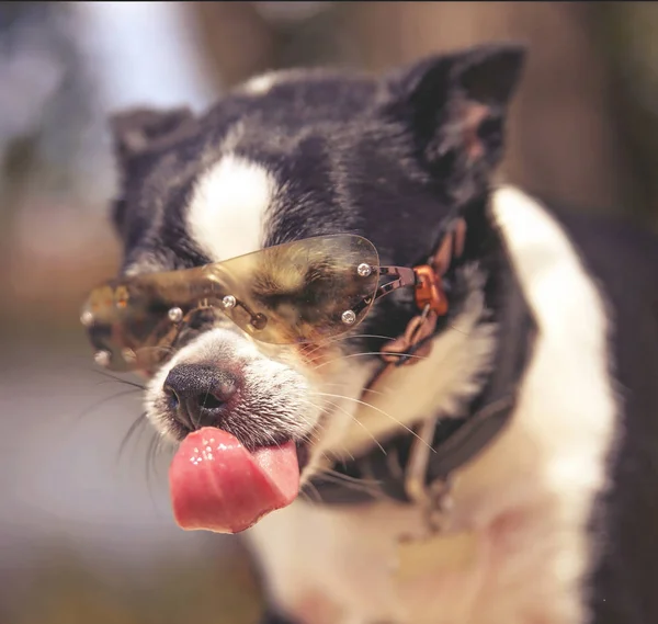 Chihuahua Bonito Com Óculos Sol Lambendo Seu Nariz Tonificado Com — Fotografia de Stock