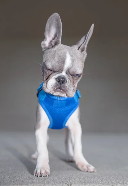 Bonito Francês Bulldog Filhote Cachorro Sentado Frente Uma Parede Pedra — Fotografia de Stock