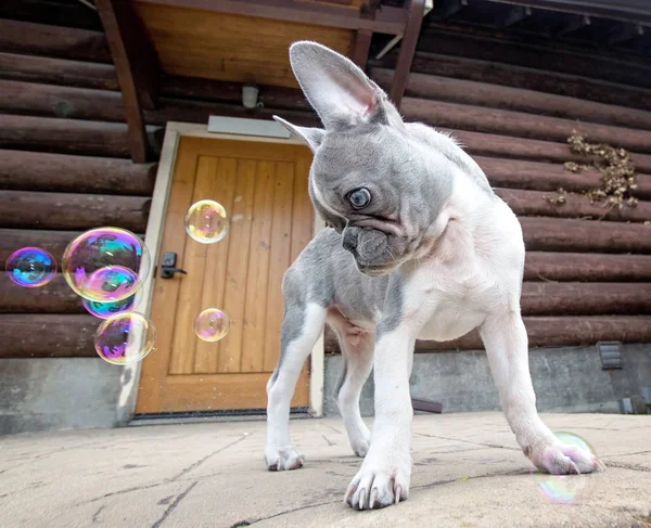 Mignon Bouledogue Français Jouer Avec Des Bulles — Photo