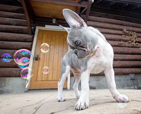 cute french bulldog playing with bubbles