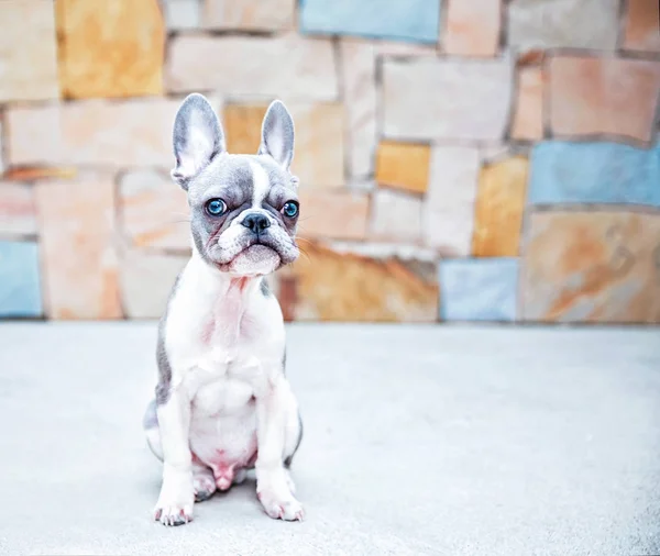 cute french bulldog puppy sitting in front of a stone wall