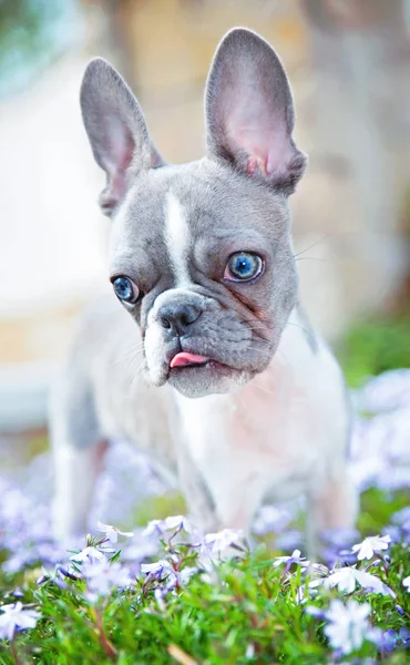 Mor Çiçekler Içinde Oturan Sevimli Fransız Bulldog Köpek Yavrusu — Stok fotoğraf