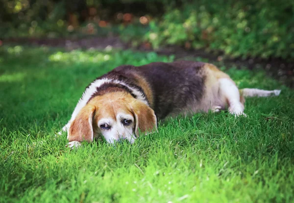 一只可爱的高级猎犬 在公园或后院的草地上寻找新鲜的绿色草坪 — 图库照片