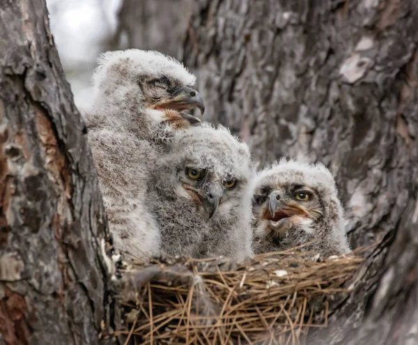 Grote Gehoornde Owlets Een Nest — Stockfoto