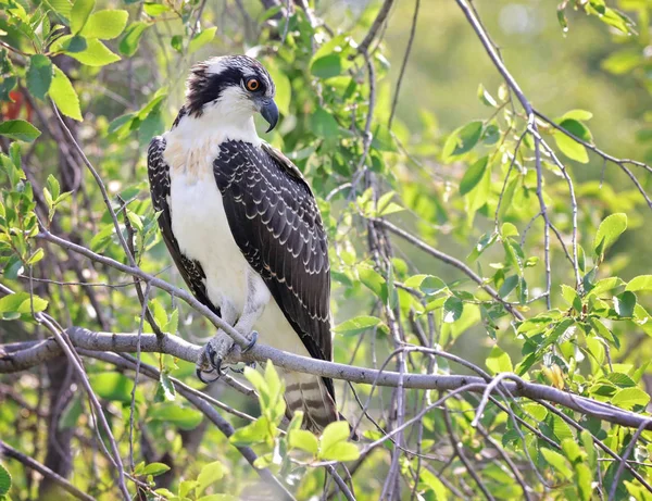 Osprey Sentado Ramo Olhando Para Baixo Uma Lagoa — Fotografia de Stock