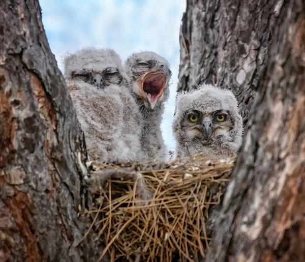 Grote Gehoornde Owlets Een Nest — Stockfoto