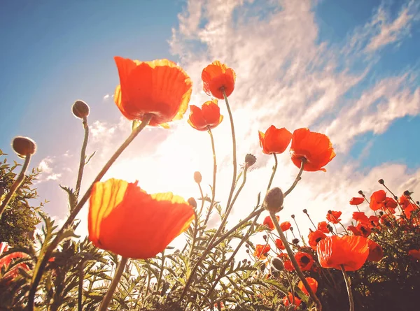 Low View Field Poppies Toned Retro Vintage Instagram Filter — Stock Photo, Image