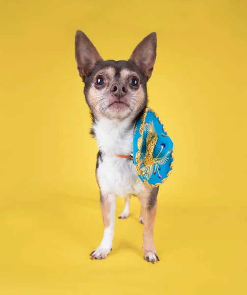 Estúdio Tiro Chihuahua Bonito Com Chapéu Sombrero Isolado Fundo Amarelo — Fotografia de Stock