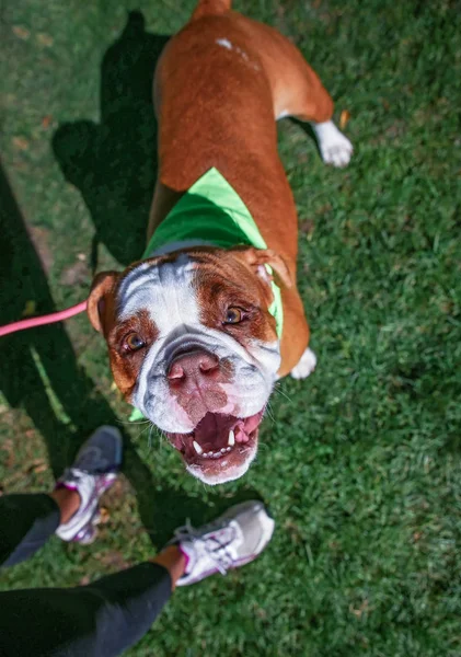 Bulldog Bonito Olhando Para Câmera Grama Verde — Fotografia de Stock