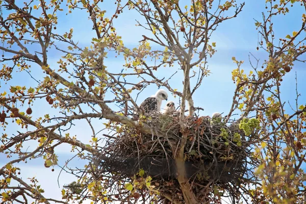 两只小红尾鹰坐在树上的巢里 — 图库照片