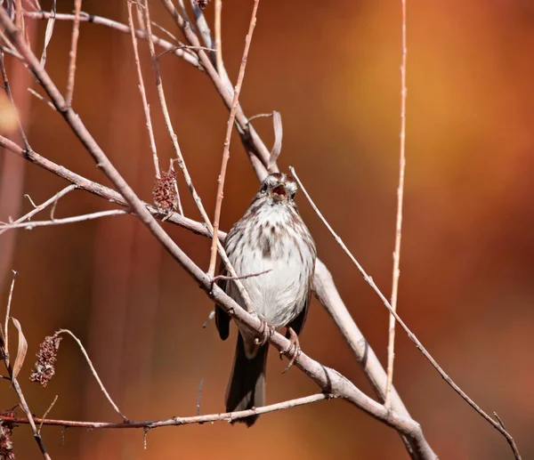 Roztomilý Malý Vrabec Nebo Dům Finch Sedící Větvi Během Podzimu — Stock fotografie