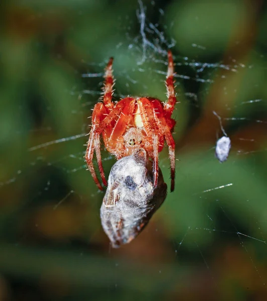 Tejedor Orbe Grande Con Una Polilla Web —  Fotos de Stock