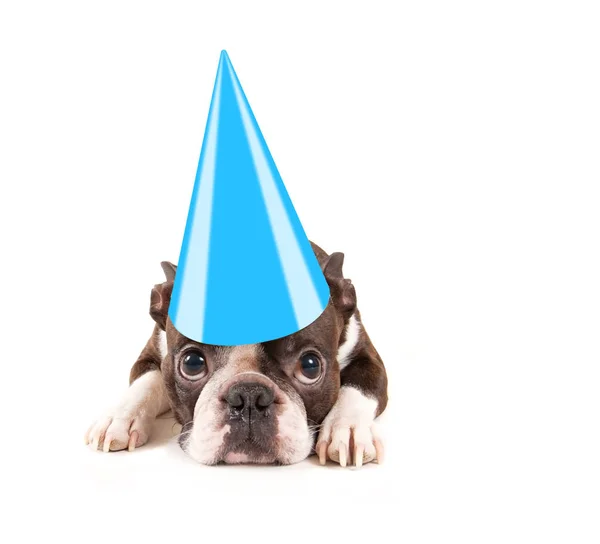 Niedliche Baby Boston Terrier Auf Weißem Hintergrund Mit Geburtstagsmütze Auf — Stockfoto